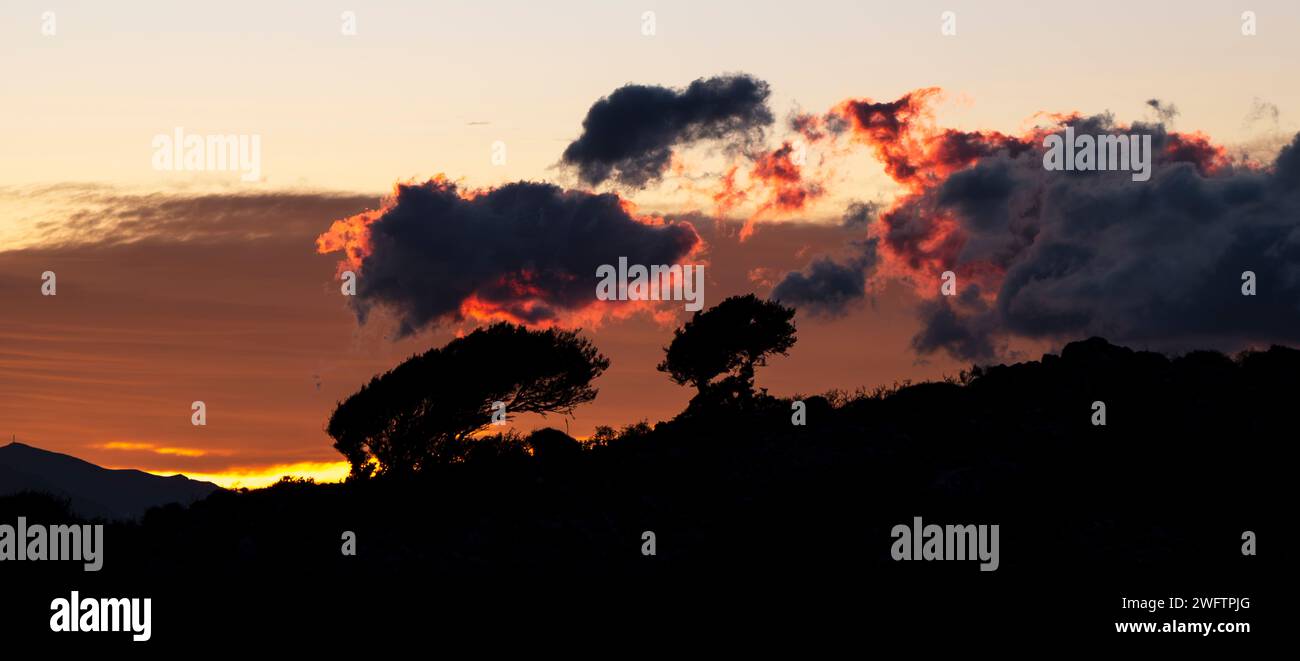 Bent trees silhouetted against dawn sky, southern Crete, Greece Stock Photo