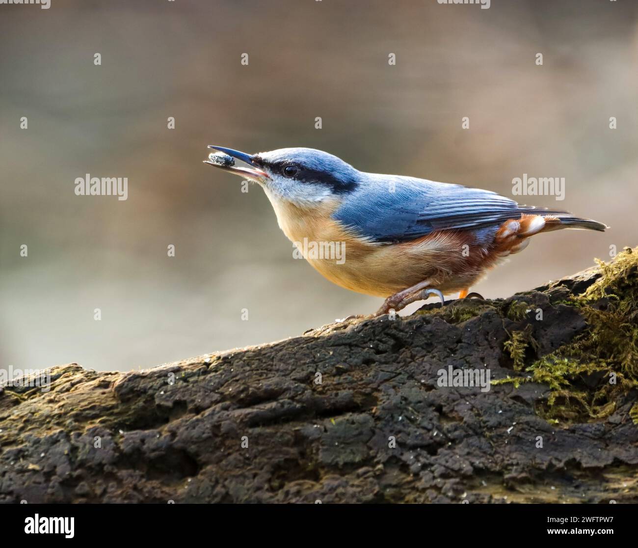 A tiny bird perches on a branch, searching for nourishment Stock Photo