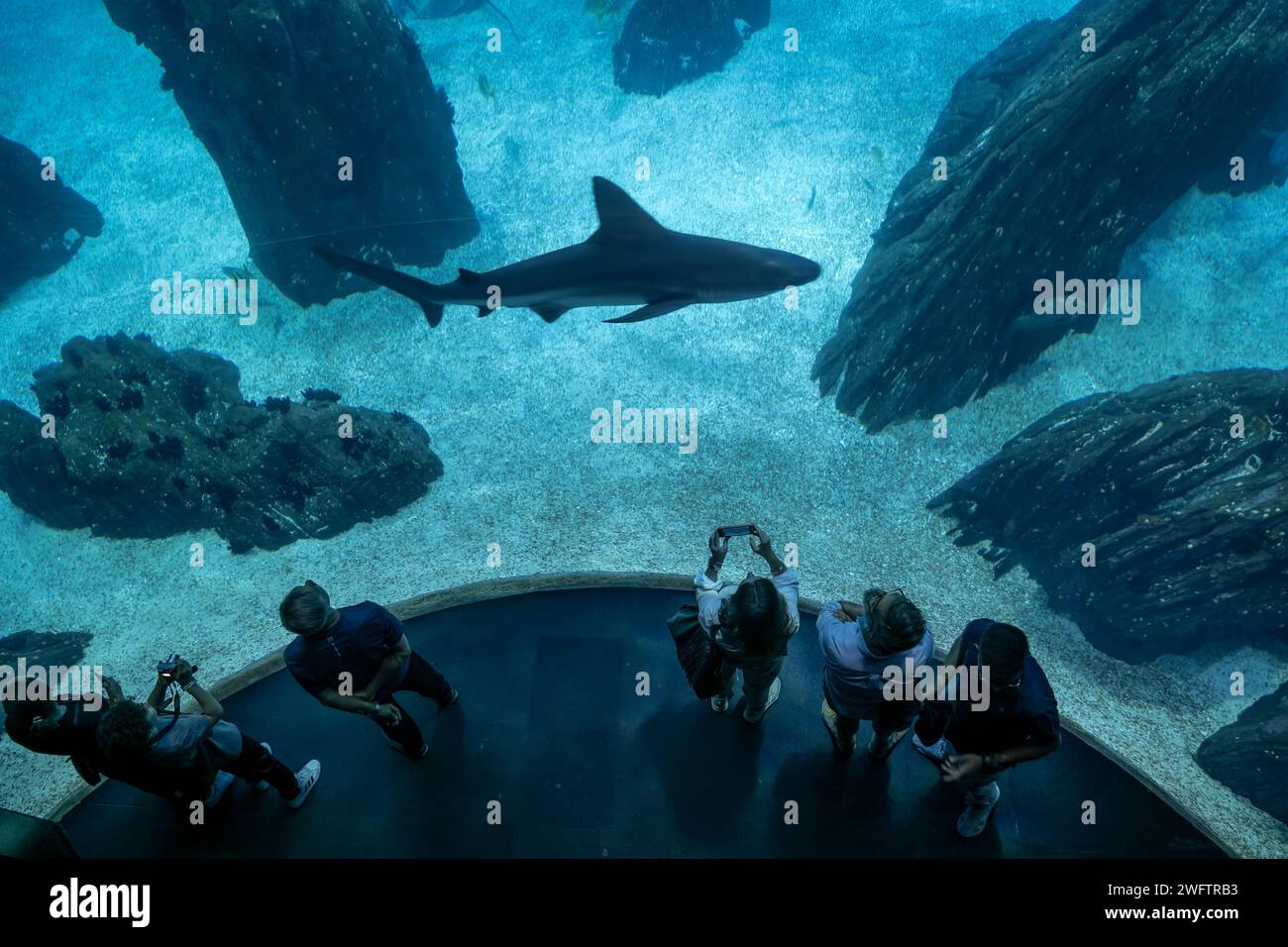 Shark Tank In The Oceanarium In Lisbon Hi res Stock Photography And Shark Tank In The Oceanarium In Lisbon Hi res Stock Photography And