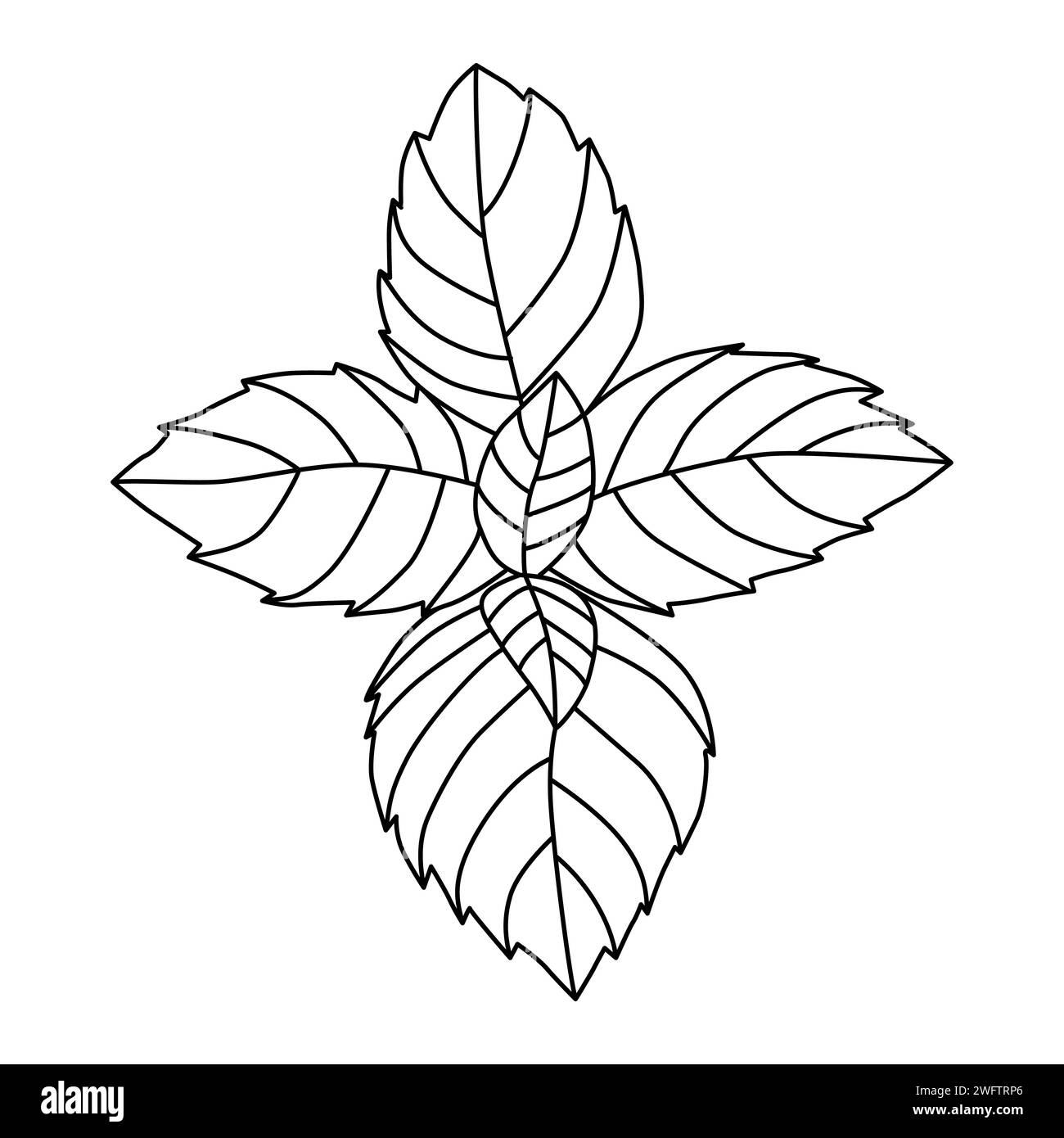 Basil leaves isolated on white background. Black and white vector illustration Stock Vector