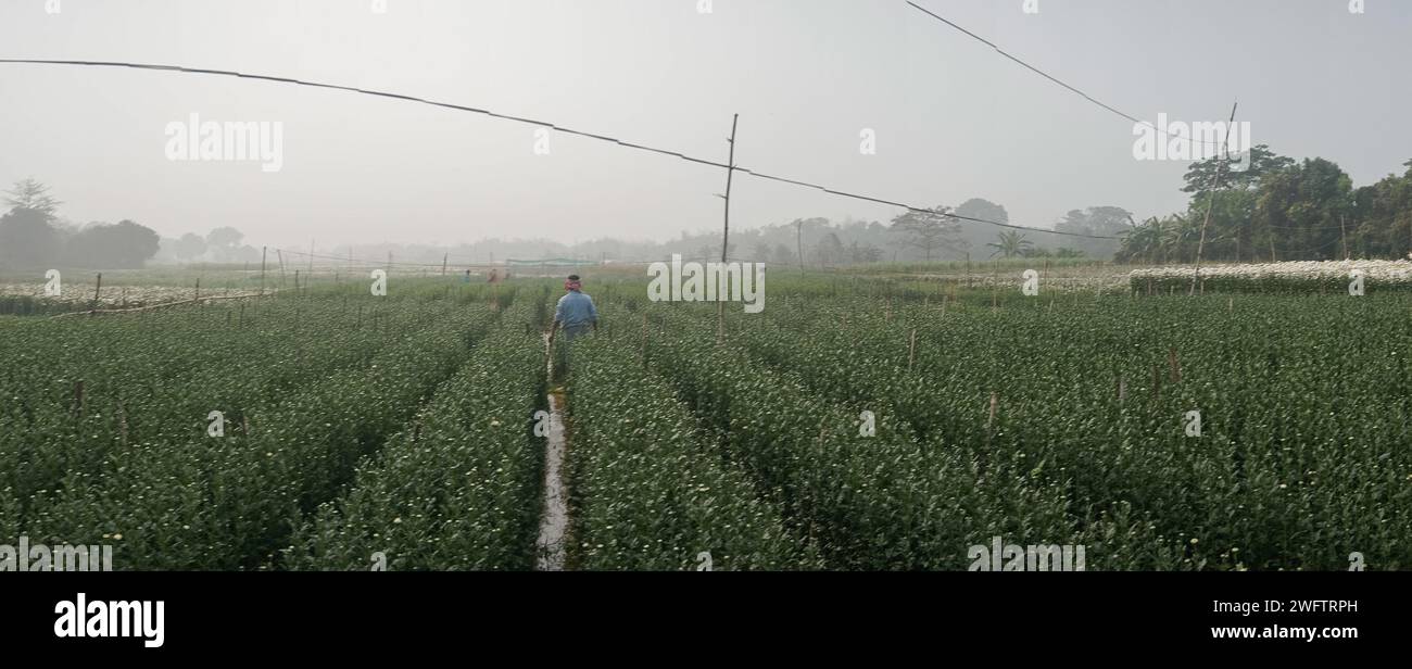 Khirai, West Bengal,India - 23.01.23 : panoramic view of farmer nurturing budding Chrysanthemums, Chandramalika, Chandramallika, mums , chrysanths. Stock Photo