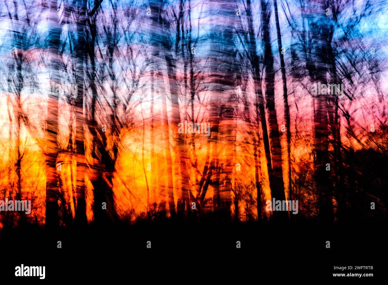Blurred sunset through trees (impression of forest fire) - Indre-et-Loire (37), France. Stock Photo