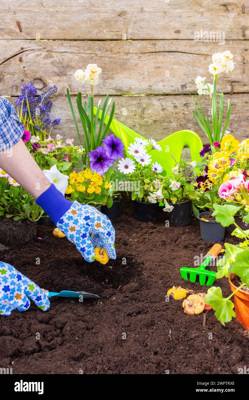 Transplanting spring flowers from a pot into the ground, male gardener planting gladiolus bulbs in the ground, home gardening and hobbies, spring gard Stock Photo