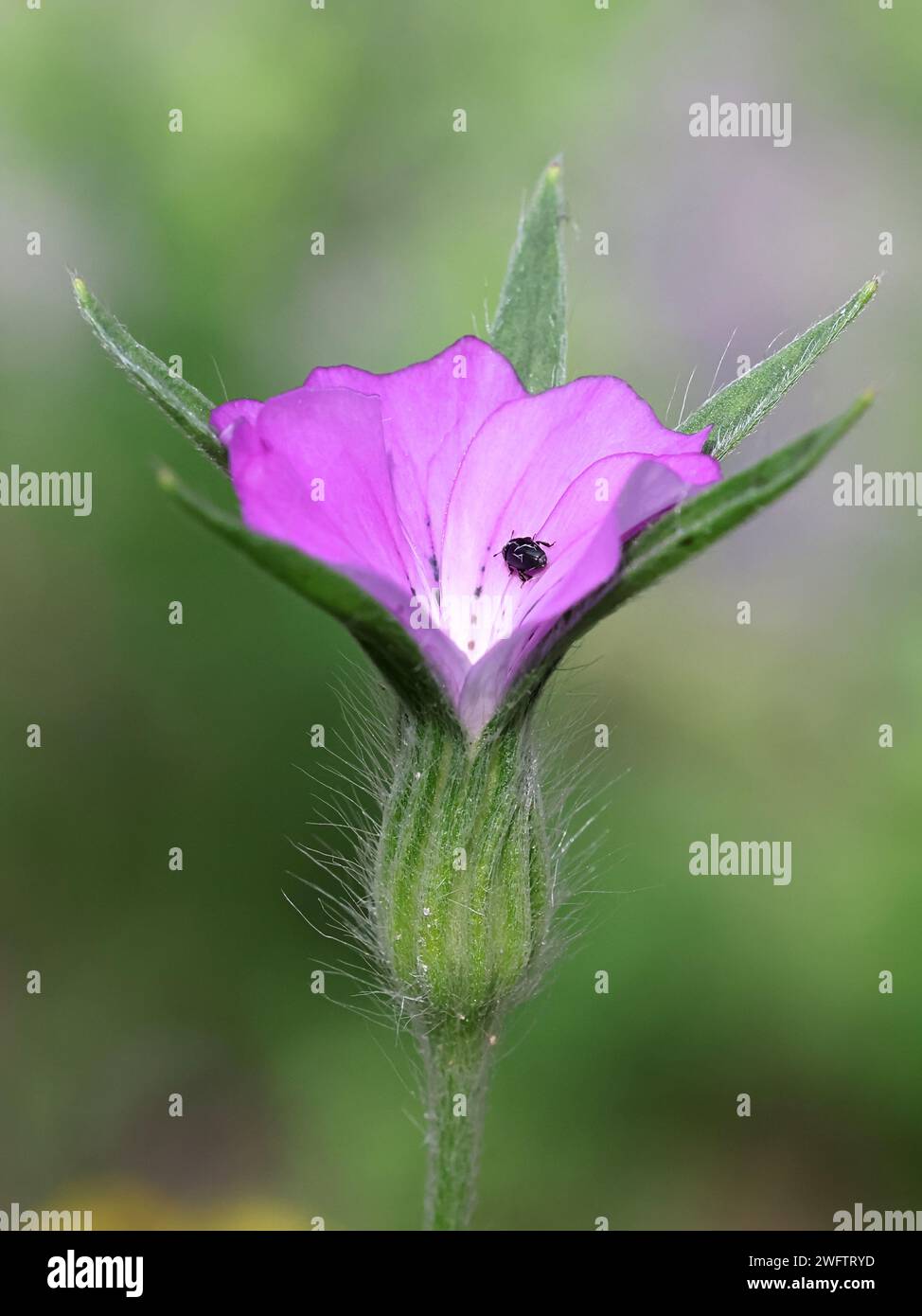 Corn Cockle, Agrostemma githago, also known as Common CornCocle, wild