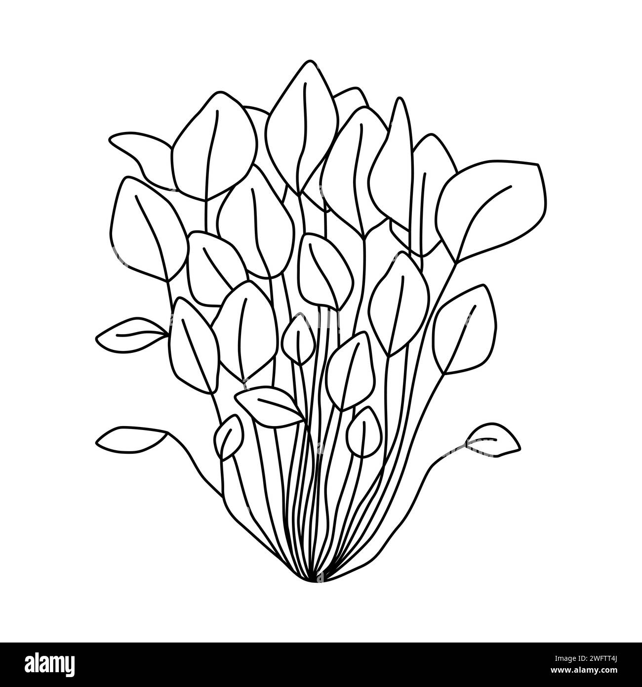 Watercress isolated on white background. Black and white vector illustration Stock Vector