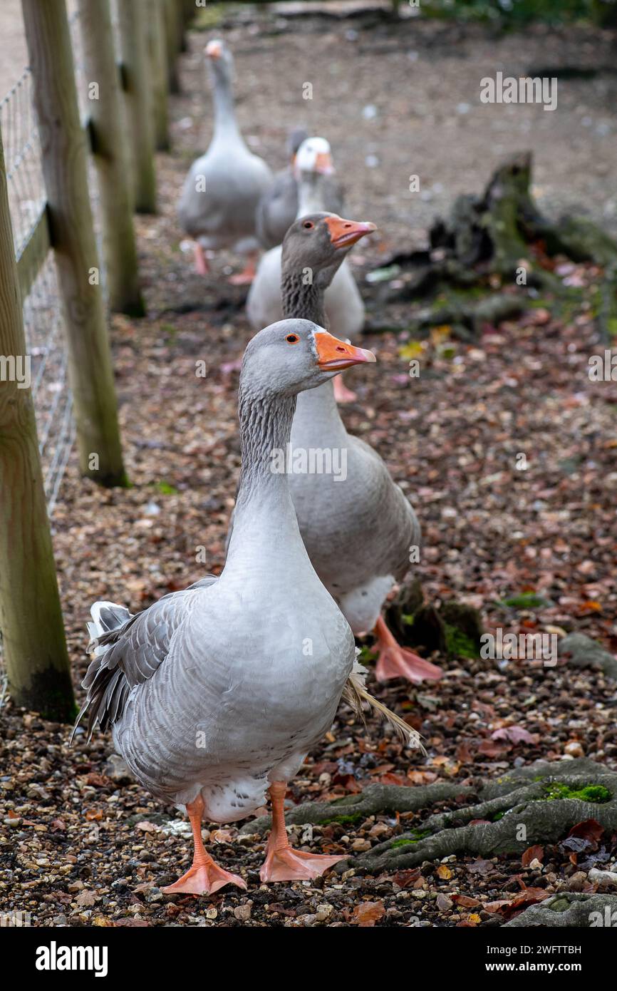 Goose Uk Rspb Greylag Geese at Black Park in Wexham, Buckinghamshire. The RSPB say ...