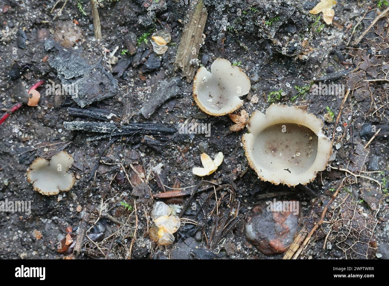 Geopora arenicola, a half-buried cup fungus from Finland, no common English name Stock Photo