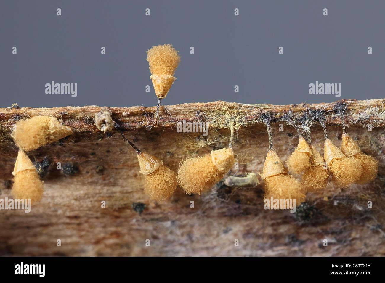 Hemitrichia calyculata, commonly known as push pin slime mold, microscope image of spores Stock Photo