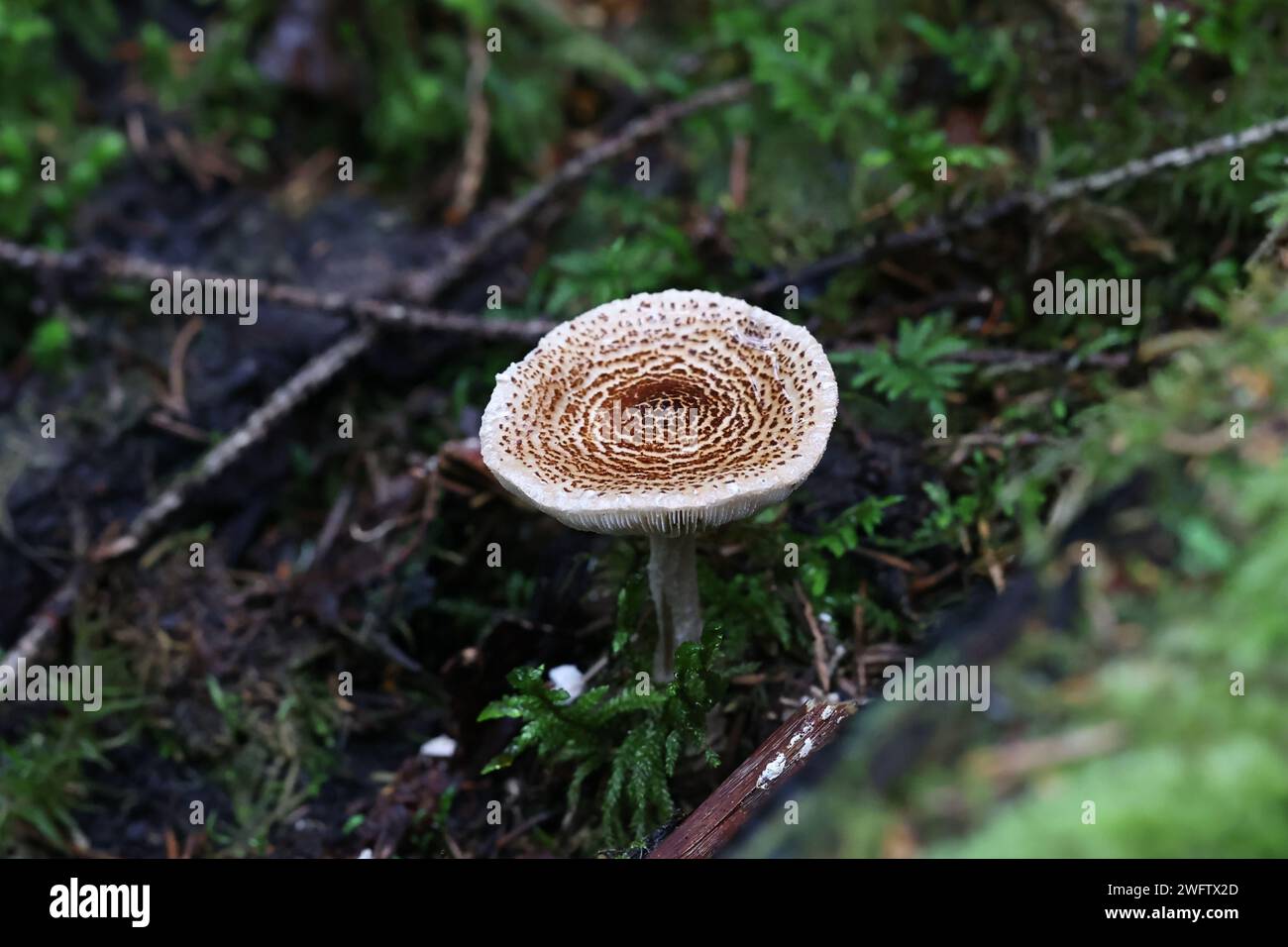 Lepiota viljandi (Lepiota audreae coll.), a dapperling mushroom from Finland, no common English name Stock Photo