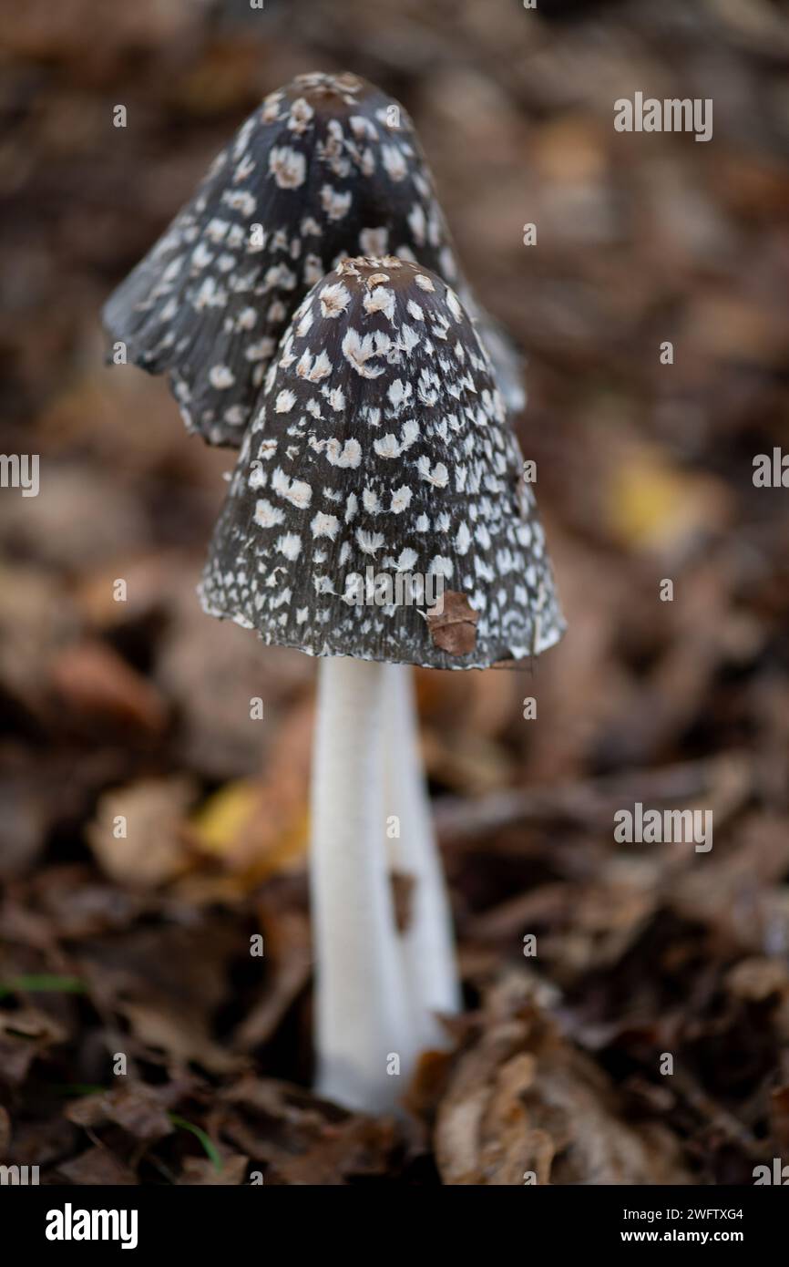 Magpie inkcap coprinopsis picacea hi-res stock photography and images ...