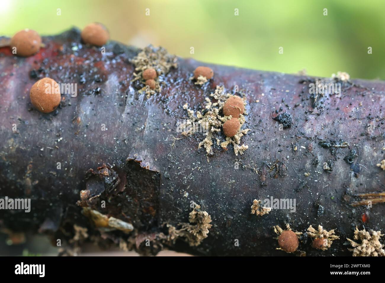 Hypoxylon howeanum, brown globose stromata and branching asexual state, wild fungus from Finland Stock Photo