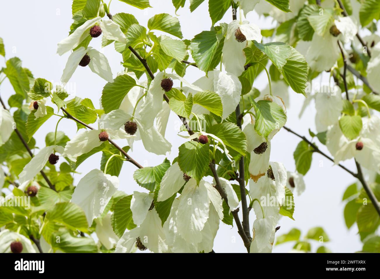 Davidia involucrata, dove-tree, handkerchief tree, ghost tree, arge, white bracts that hang like pinched handkerchiefs from its branches in May, Stock Photo