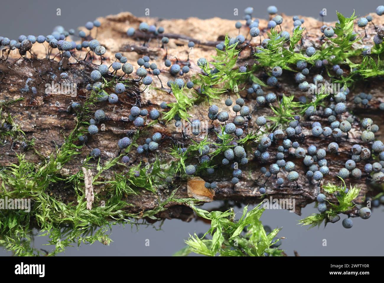 Lamproderma nigrescens, a slime mold from Finland, no common English name Stock Photo