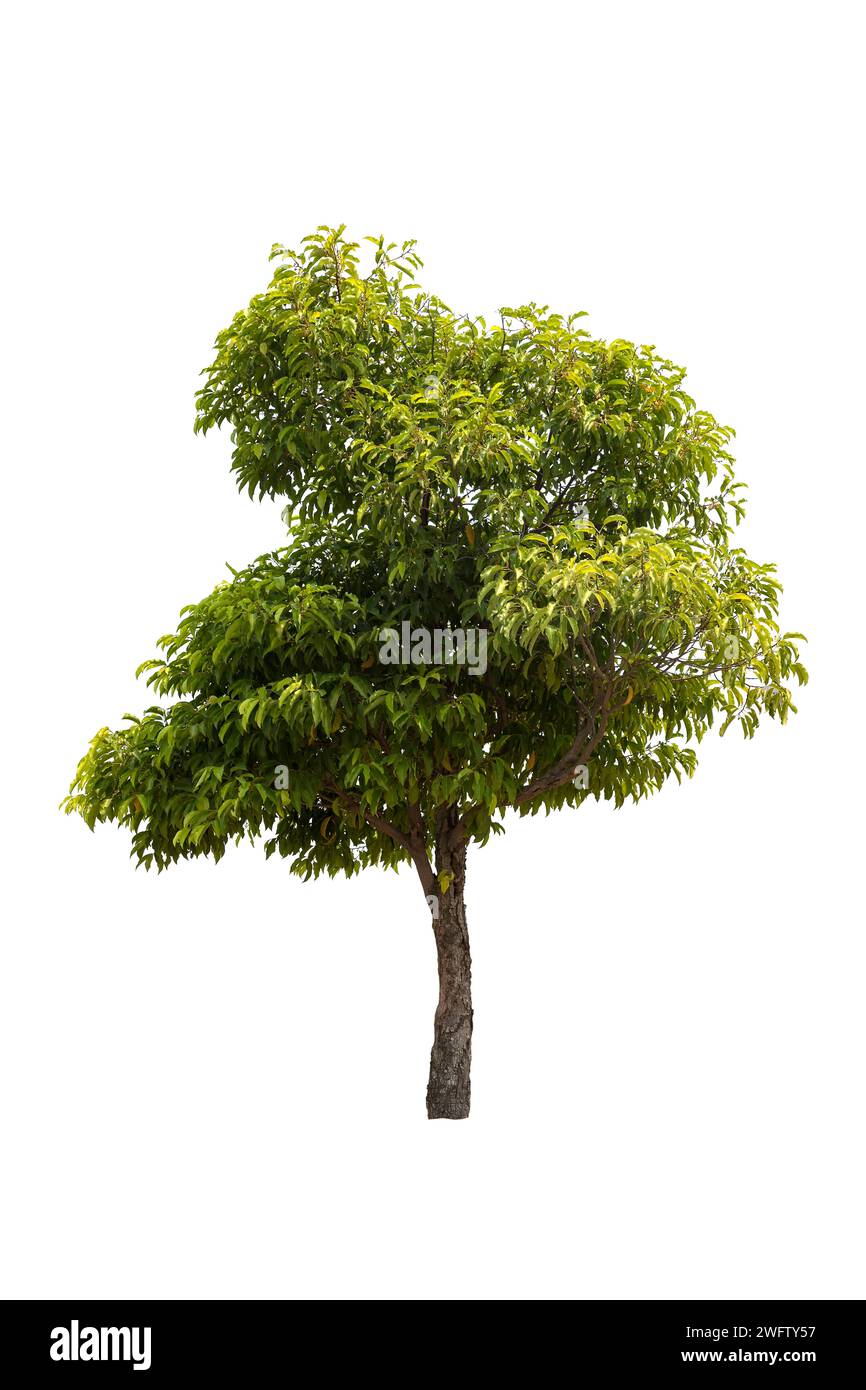Big tree isolated on white background Stock Photo