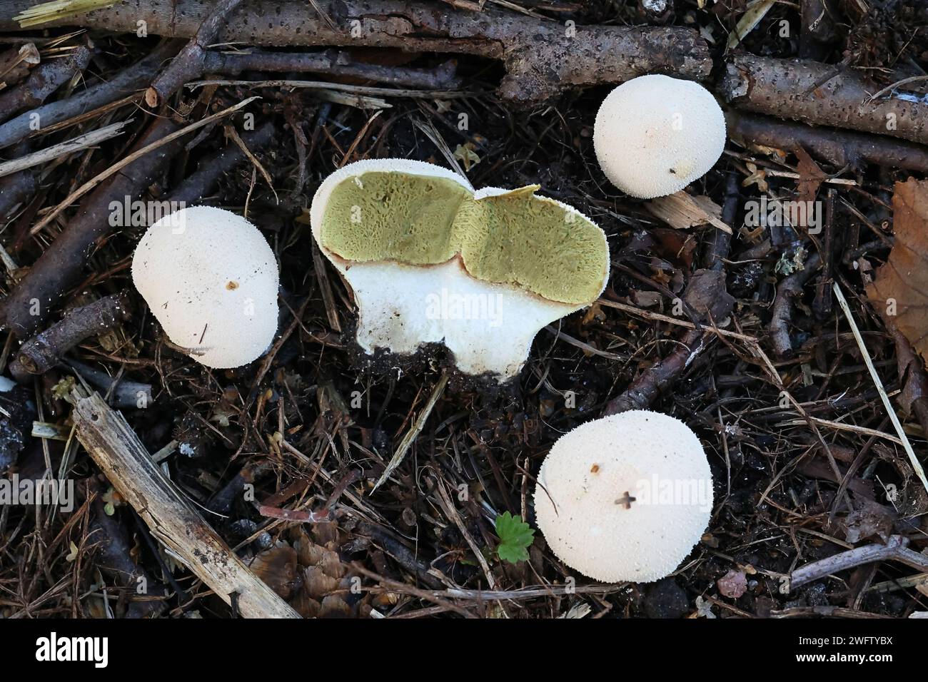 Lycoperdon pratense, also called Vascellum pratense, commonly known as Meadow Puffball, wild fungus from Finland Stock Photo