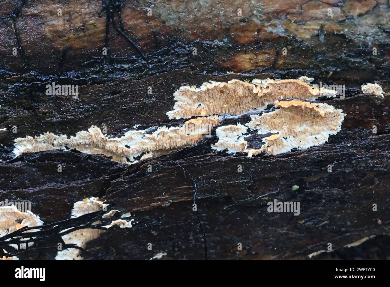 Steccherinum ochraceum, commonly known as ochre spreading tooth, wild fungus from Finland Stock Photo