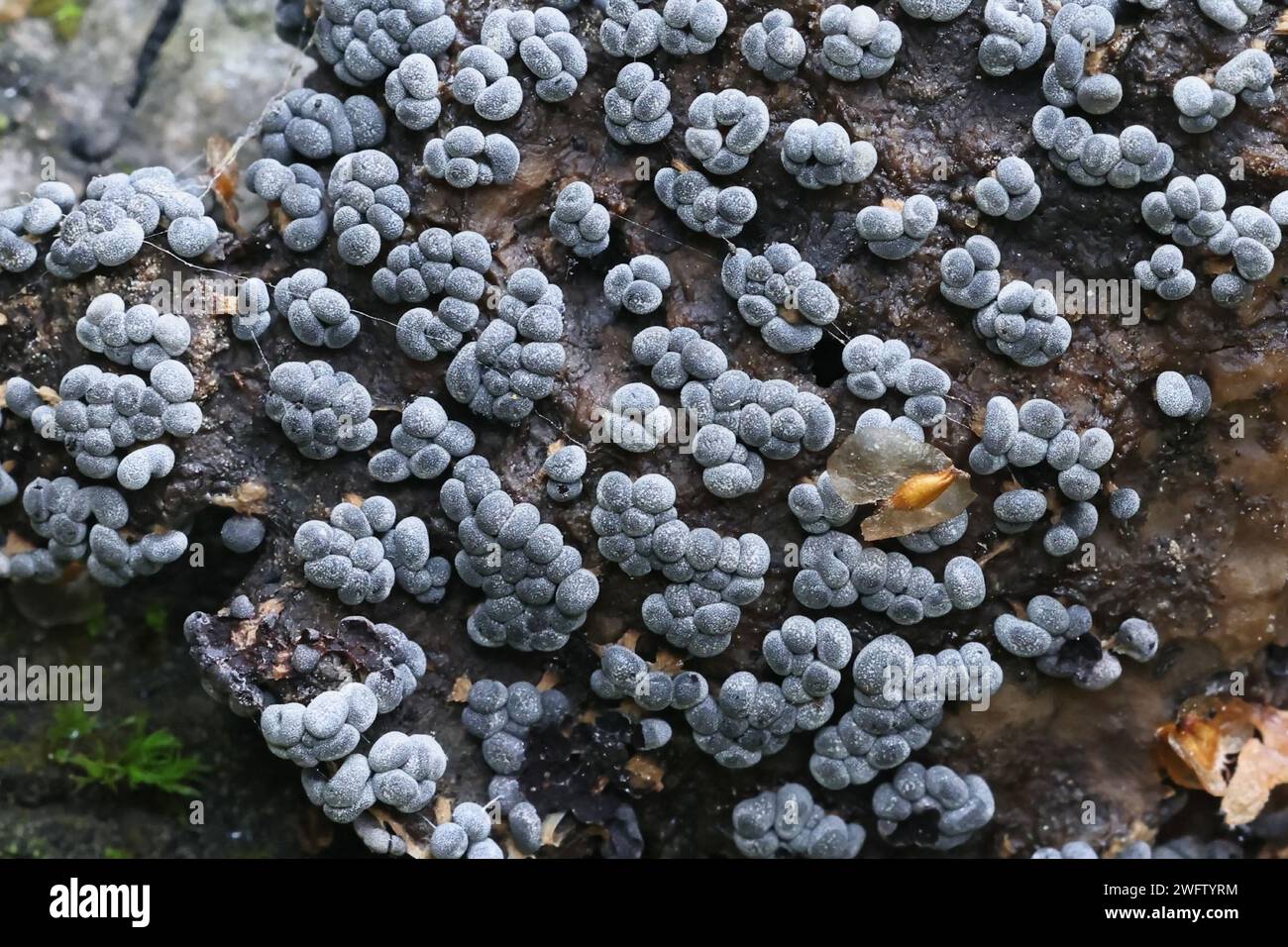 Physarum leucophaeum, a slime mold from Finland, no common English name Stock Photo