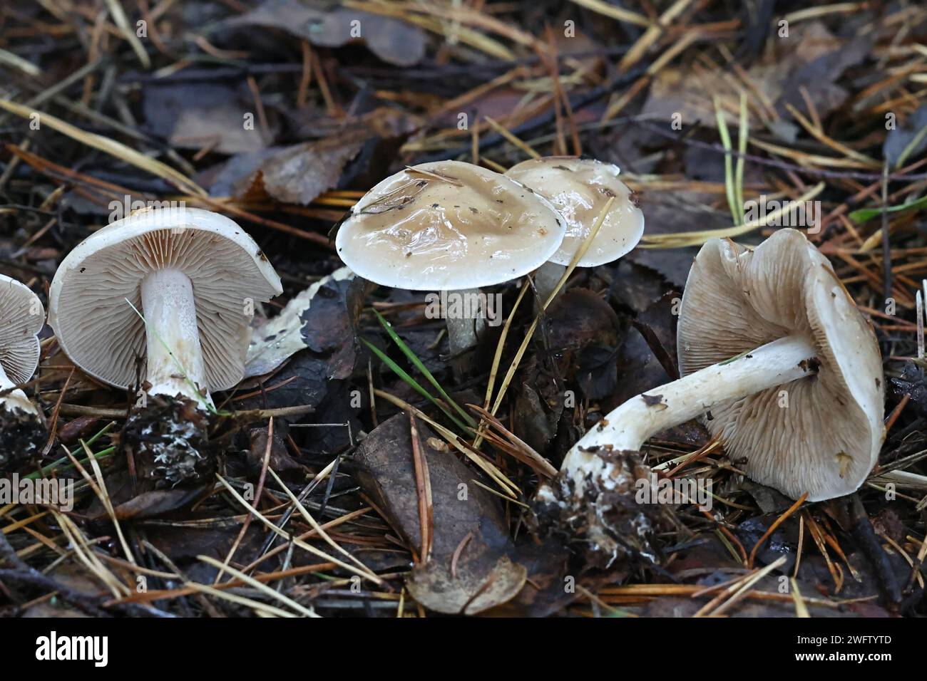Hebeloma velutipes, commonly known as pale poisonpie or poison pie, wild mushroom from Finland Stock Photo