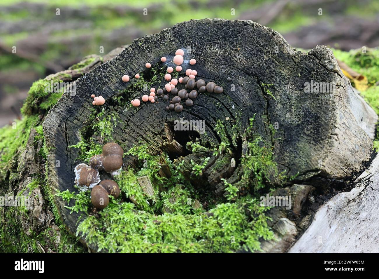 Lycogala epidendrum, commonly known as wolf's milk, and bigger Lycogala flavofuscum, slime molds from Finland Stock Photo