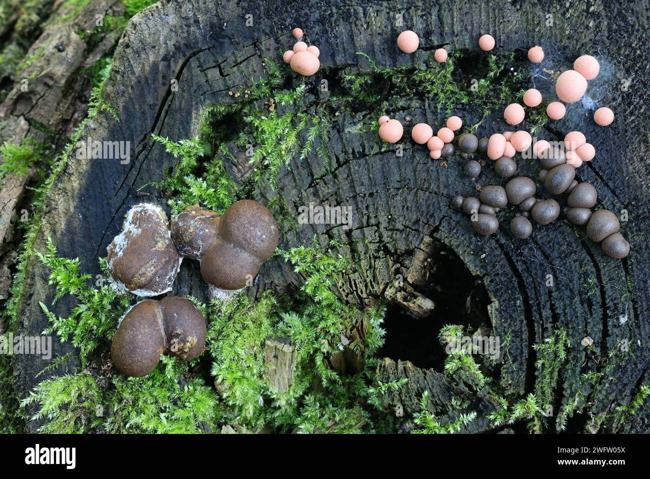 Lycogala epidendrum, commonly known as wolf's milk, and bigger Lycogala flavofuscum, slime molds from Finland Stock Photo