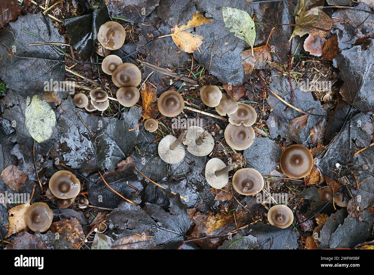 Myochromella boudieri, also called Lyophyllum boudieri, wild mushroom from Finland, no common English name Stock Photo