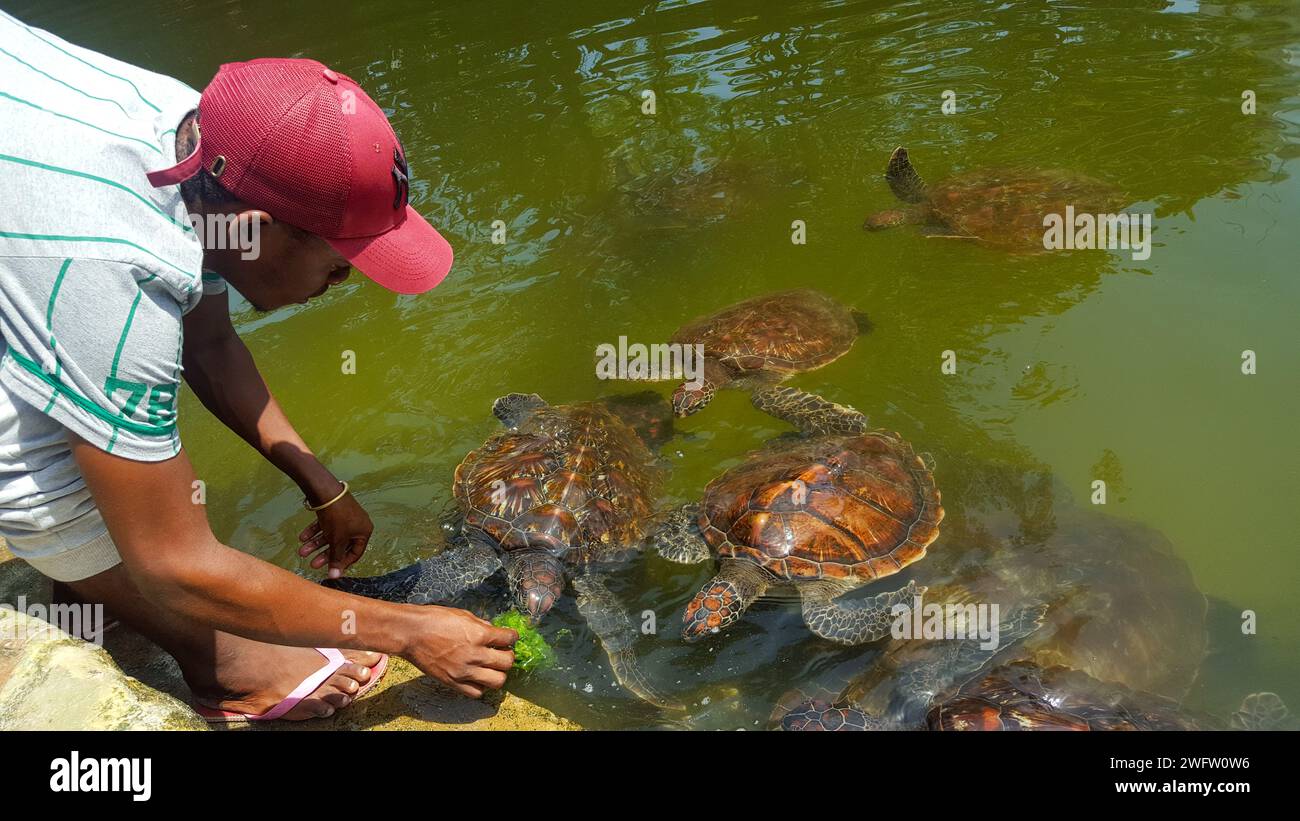 Sea Turtle Conservation in Zanzibar-  Green sea turtle in the  Jozani Sea Turtle Sanctuary Stock Photo