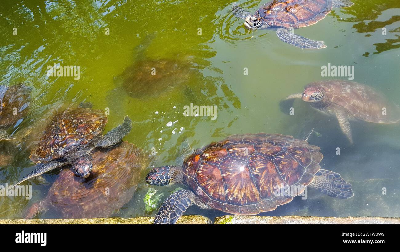 Sea Turtle Conservation in Zanzibar-  Green sea turtle in the  Jozani Sea Turtle Sanctuary Stock Photo