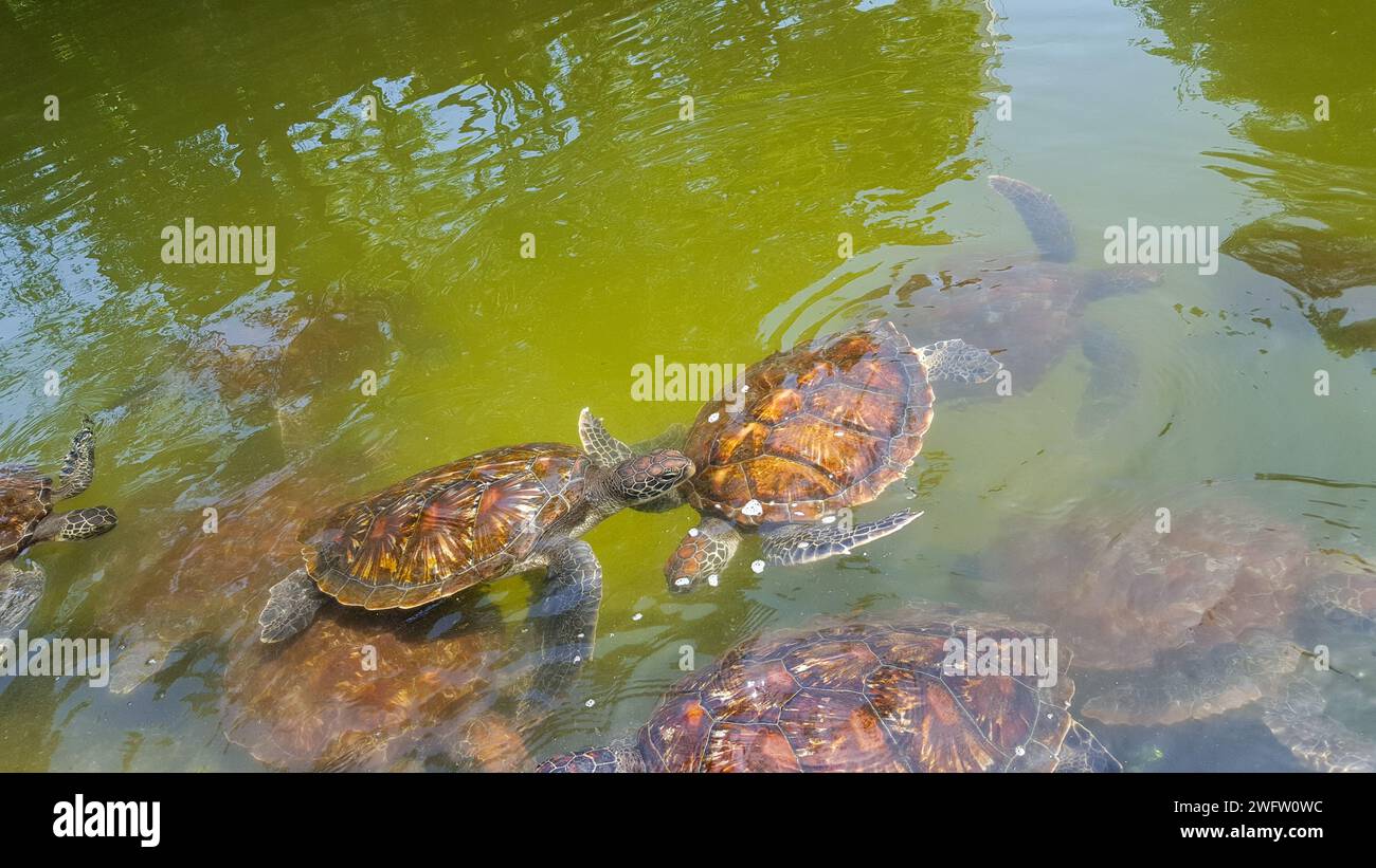 Sea Turtle Conservation in Zanzibar-  Green sea turtle in the  Jozani Sea Turtle Sanctuary Stock Photo