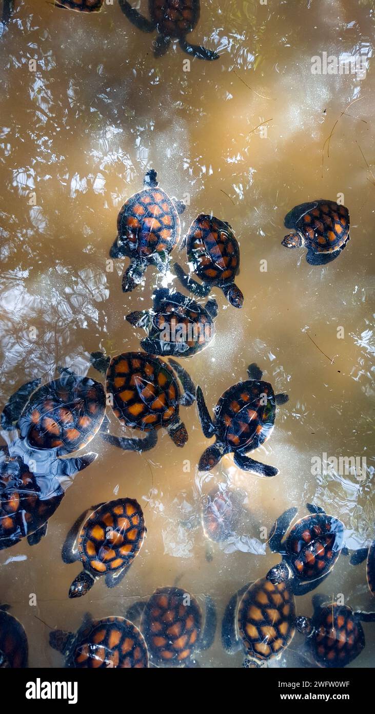 Sea Turtle Conservation in Zanzibar- Green sea turtle in the Jozani Sea ...