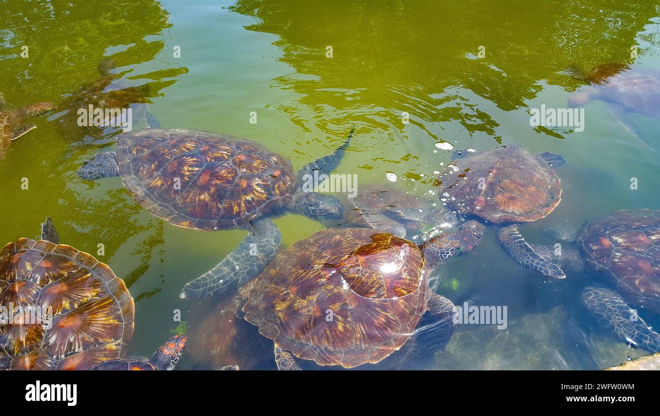 Sea Turtle Conservation in Zanzibar-  Green sea turtle in the  Jozani Sea Turtle Sanctuary Stock Photo