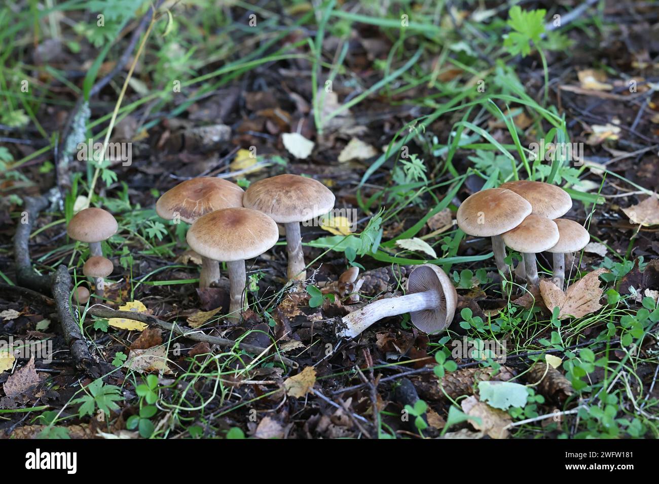 Cortinarius anomalus, known as the variable webcap, wild mushroom from Finland Stock Photo