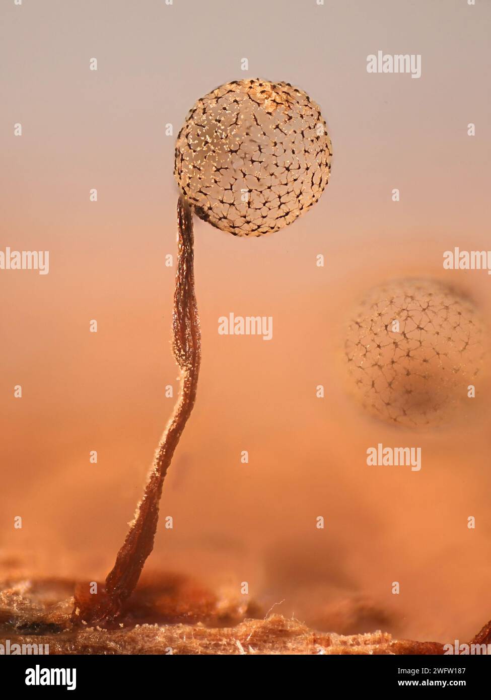 Cribraria intricata, a slime mold, microscope image of sporangia Stock Photo