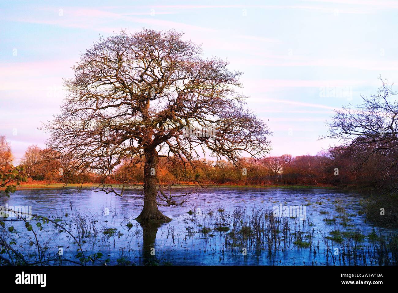 Oak tree standing alone hi-res stock photography and images - Alamy