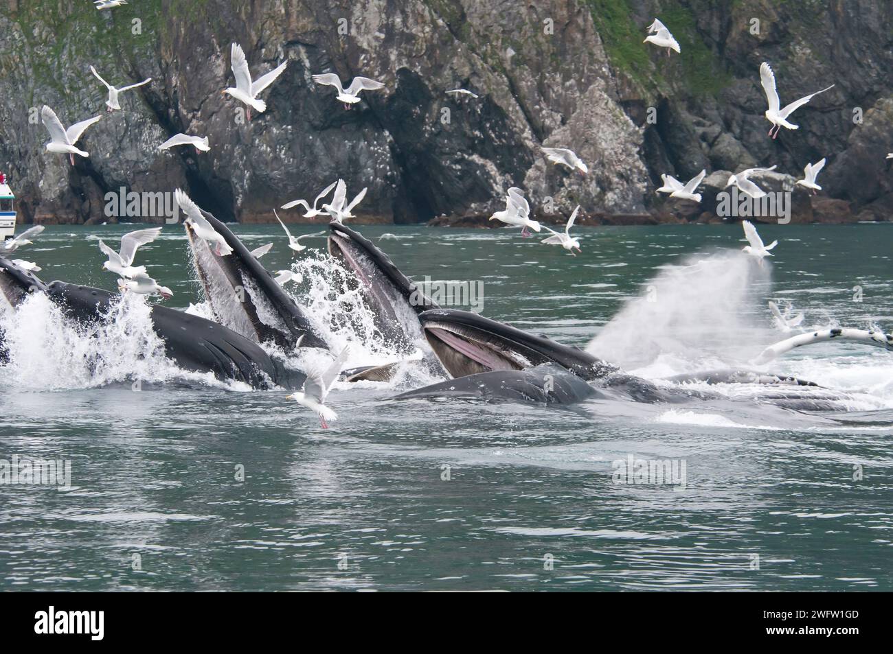 Humpback whale feeding group Stock Photo