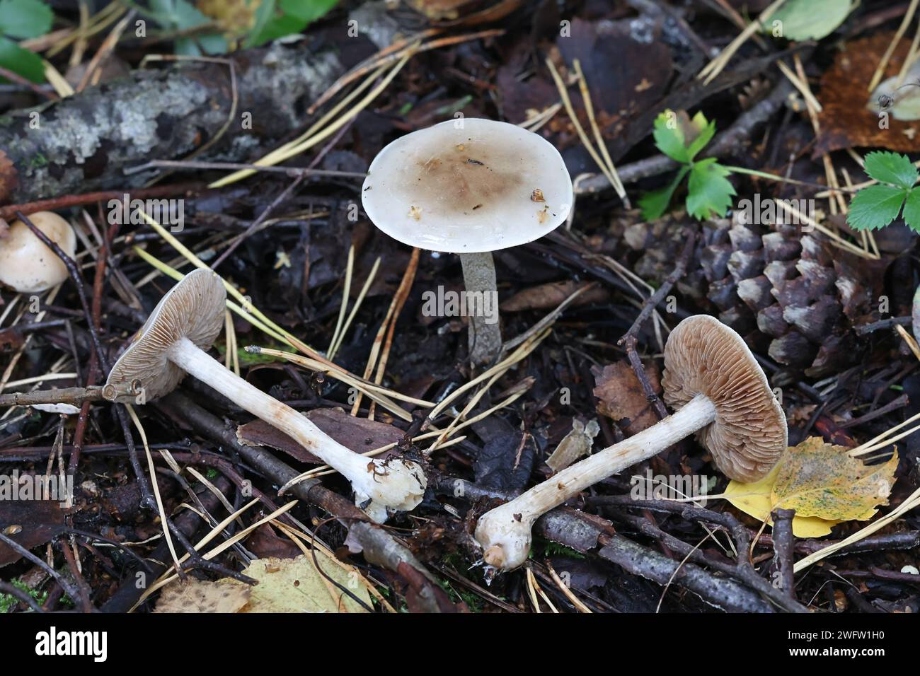 Hebeloma incarnatulum, commonly known as poison pie, wild  mushroom from Finland Stock Photo