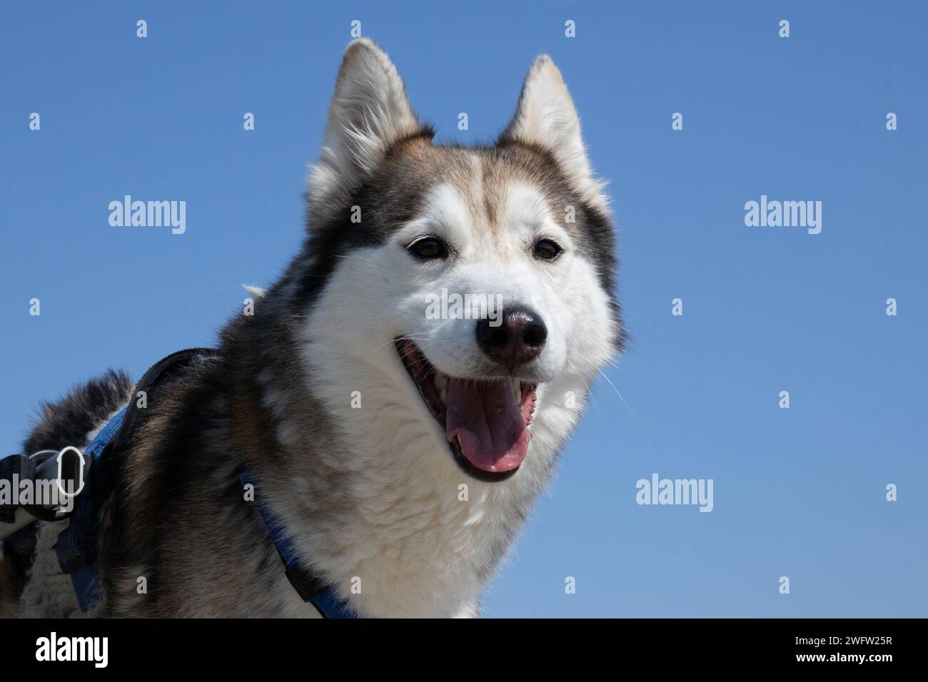 Husky Stock Photo