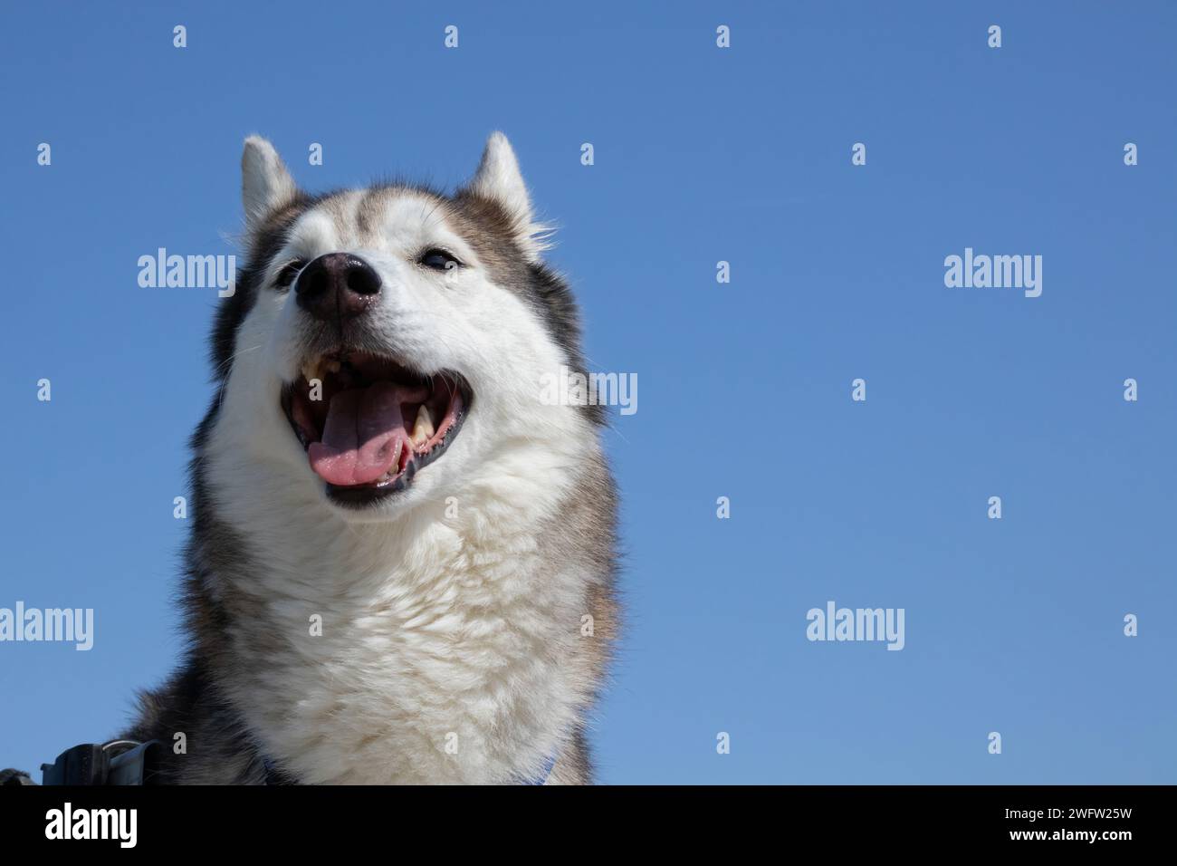 Husky Stock Photo