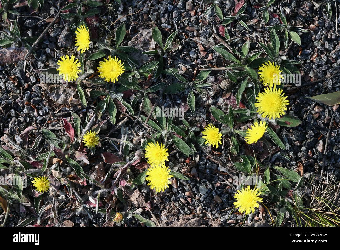Mouse-ear Hawkweed, Pilosella officinarum, wild flowering plant from Finland Stock Photo