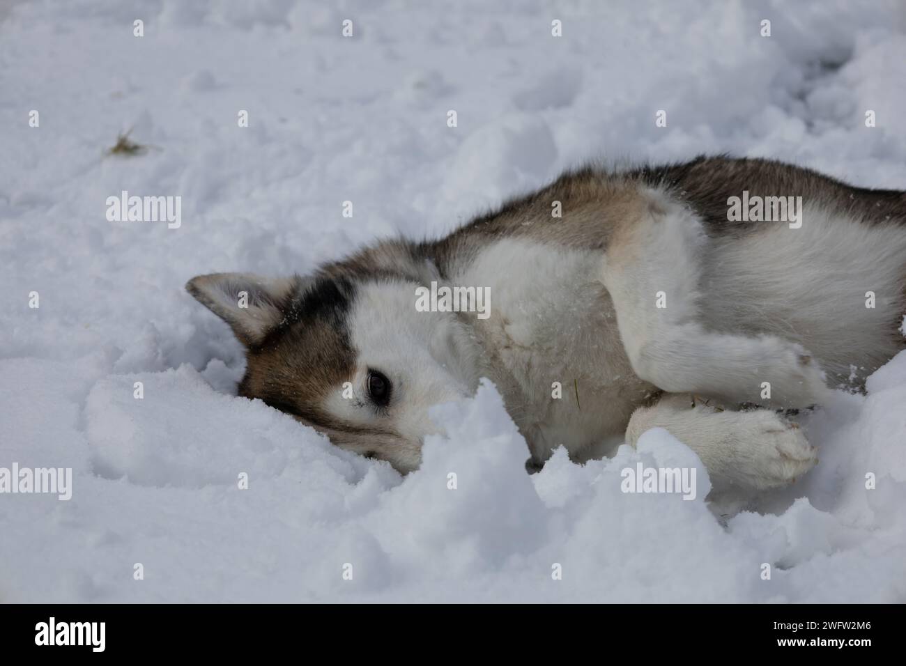 Husky in the Snow Stock Photo