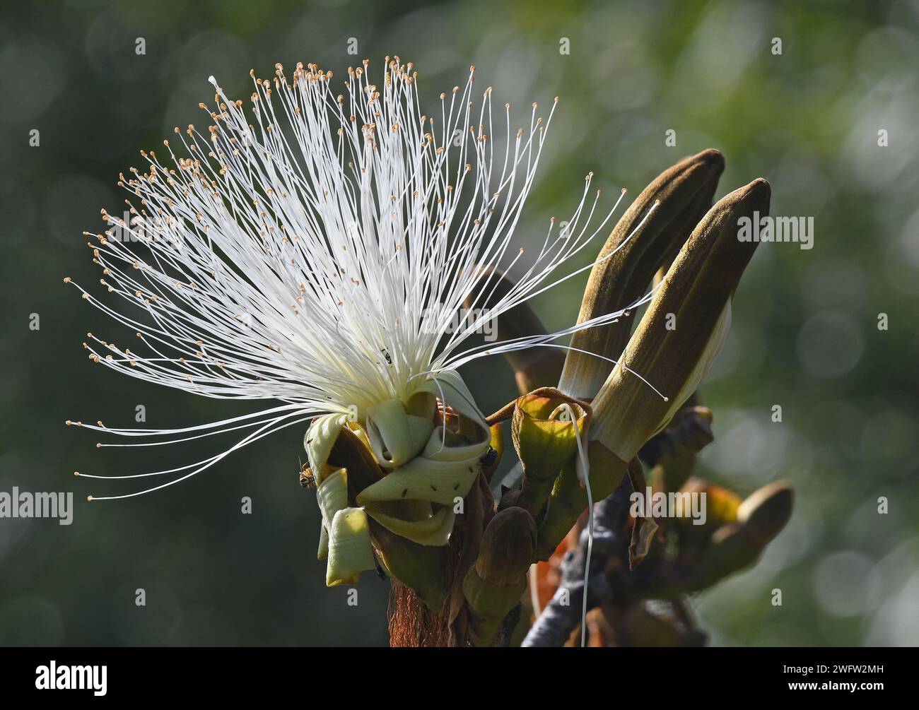 White Shaving brush tree Flower, Pseudobombax ellipticum Stock Photo