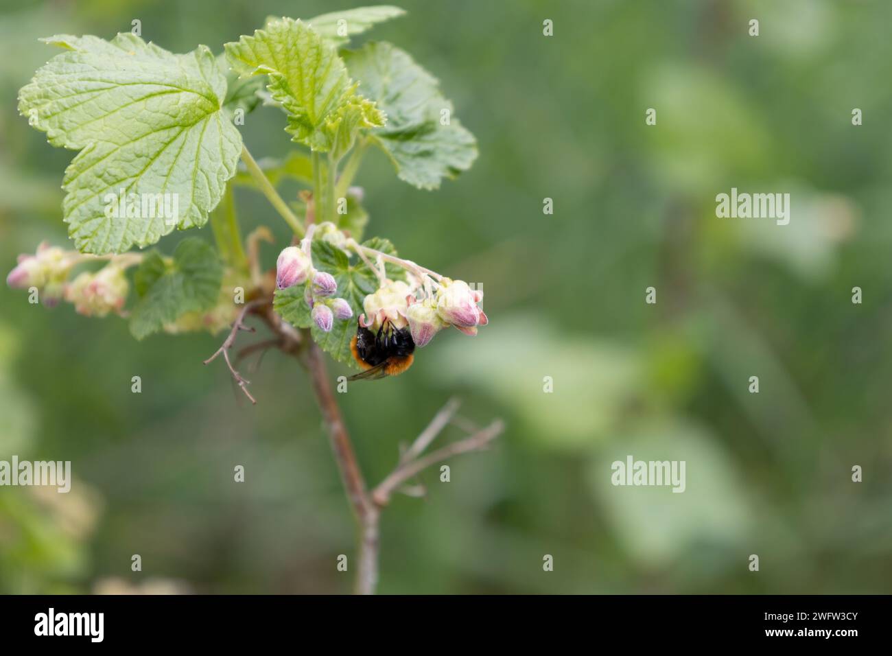 Wild bee on Black Currant Blossom Stock Photo
