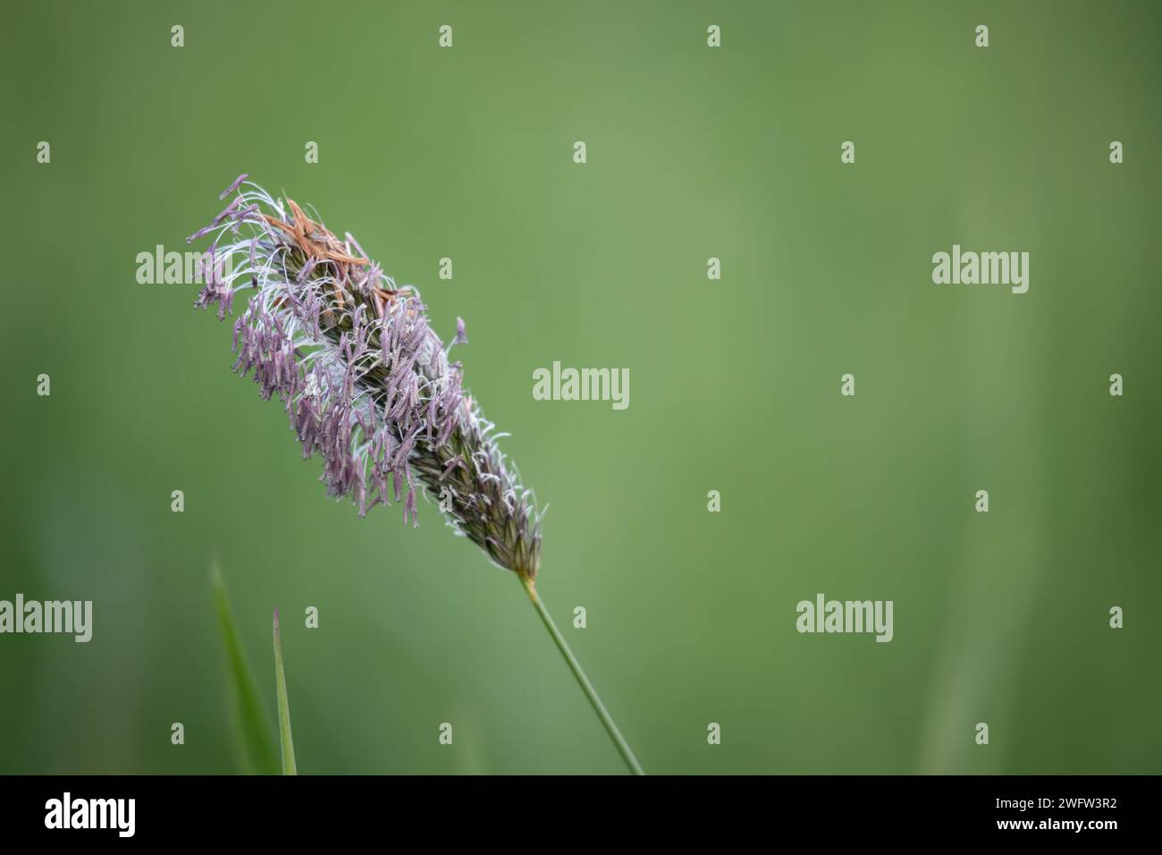 Meadow Foxtail Stock Photo