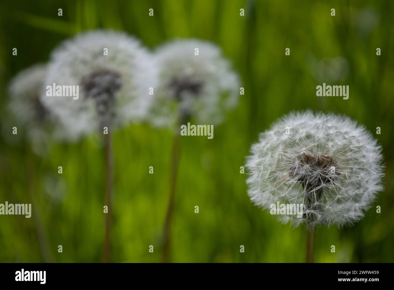 Blowball Stock Photo