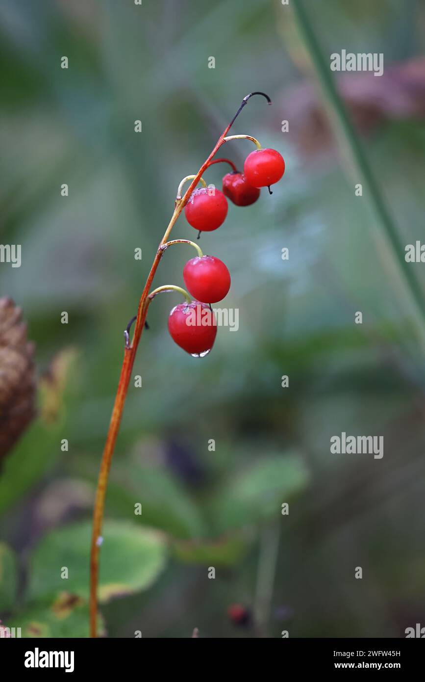 Red poisonous berries of Lily of The Valley, Convallaria majalis, wild