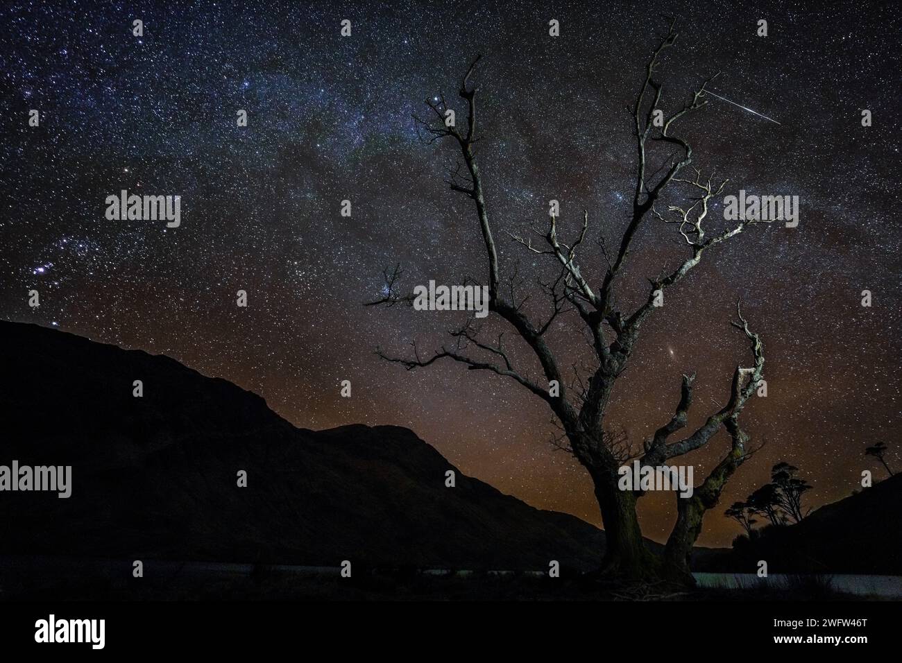 Milky way and lonely tree at night background Stock Photo - Alamy