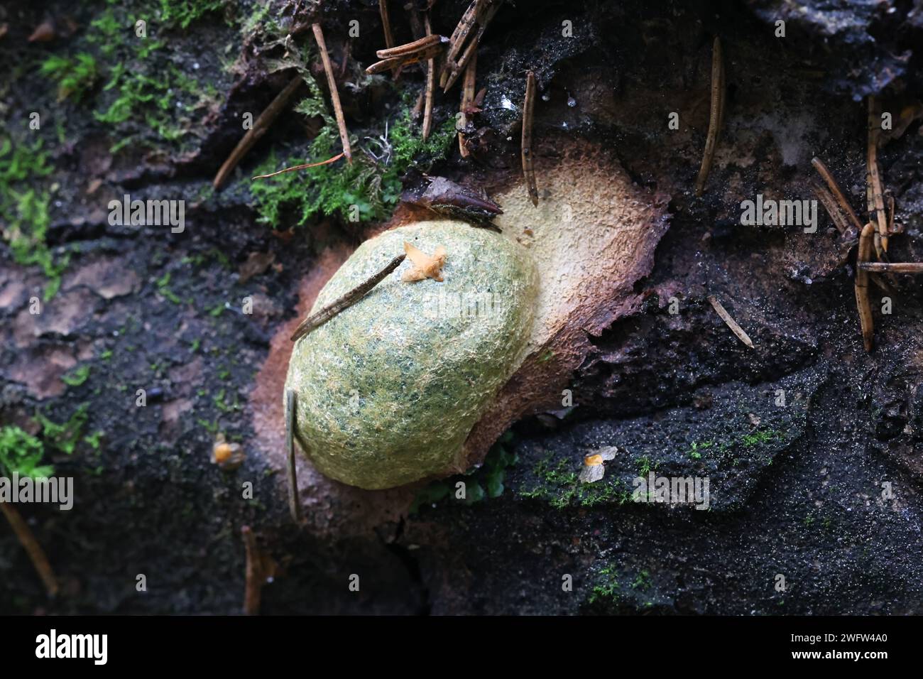 Fuligo laevis, slime mold from Finland, no common English name Stock Photo