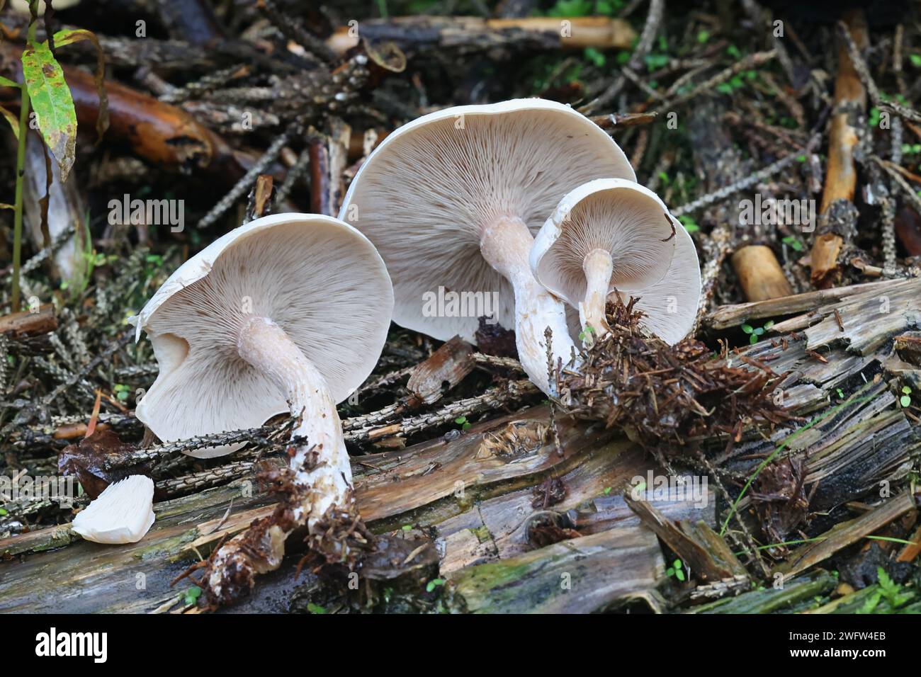 Lepista densifolia, also called Clitocybe densifolia, wild funnel cap mushroom from Finland, no common English name Stock Photo