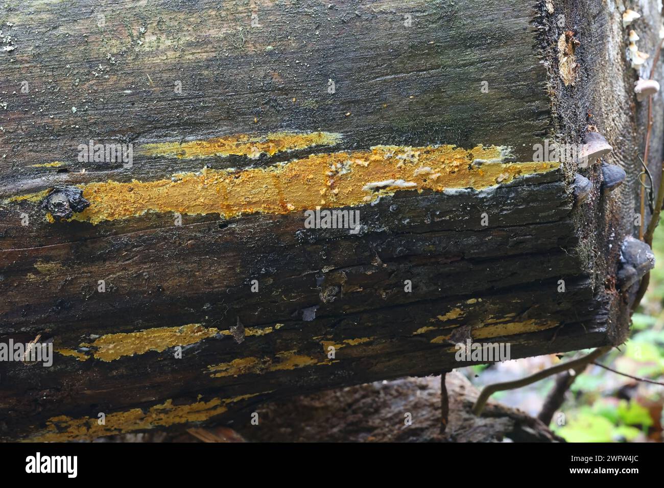 Crustoderma dryinum, a crust fungus from Finland, no common English name Stock Photo