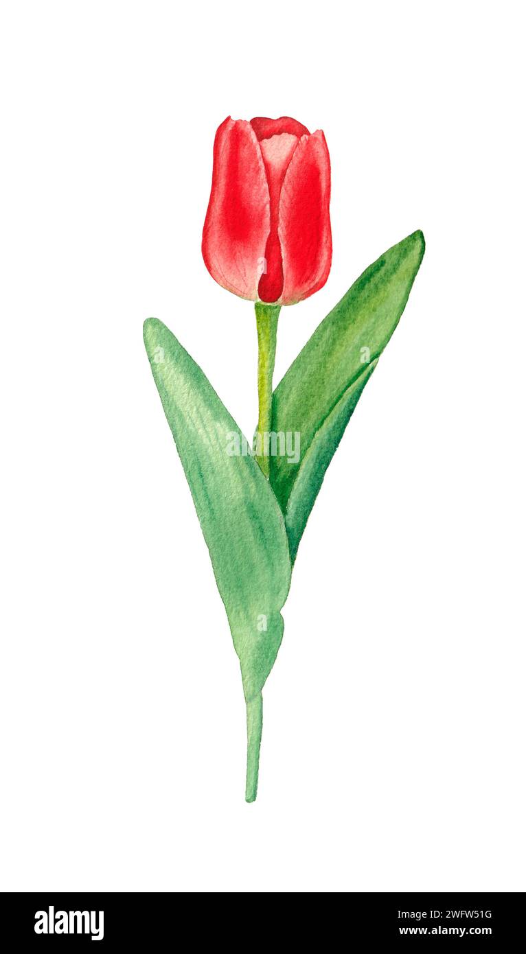 Watercolor red tulip. Hand drawn spring flower illustration on a white ...