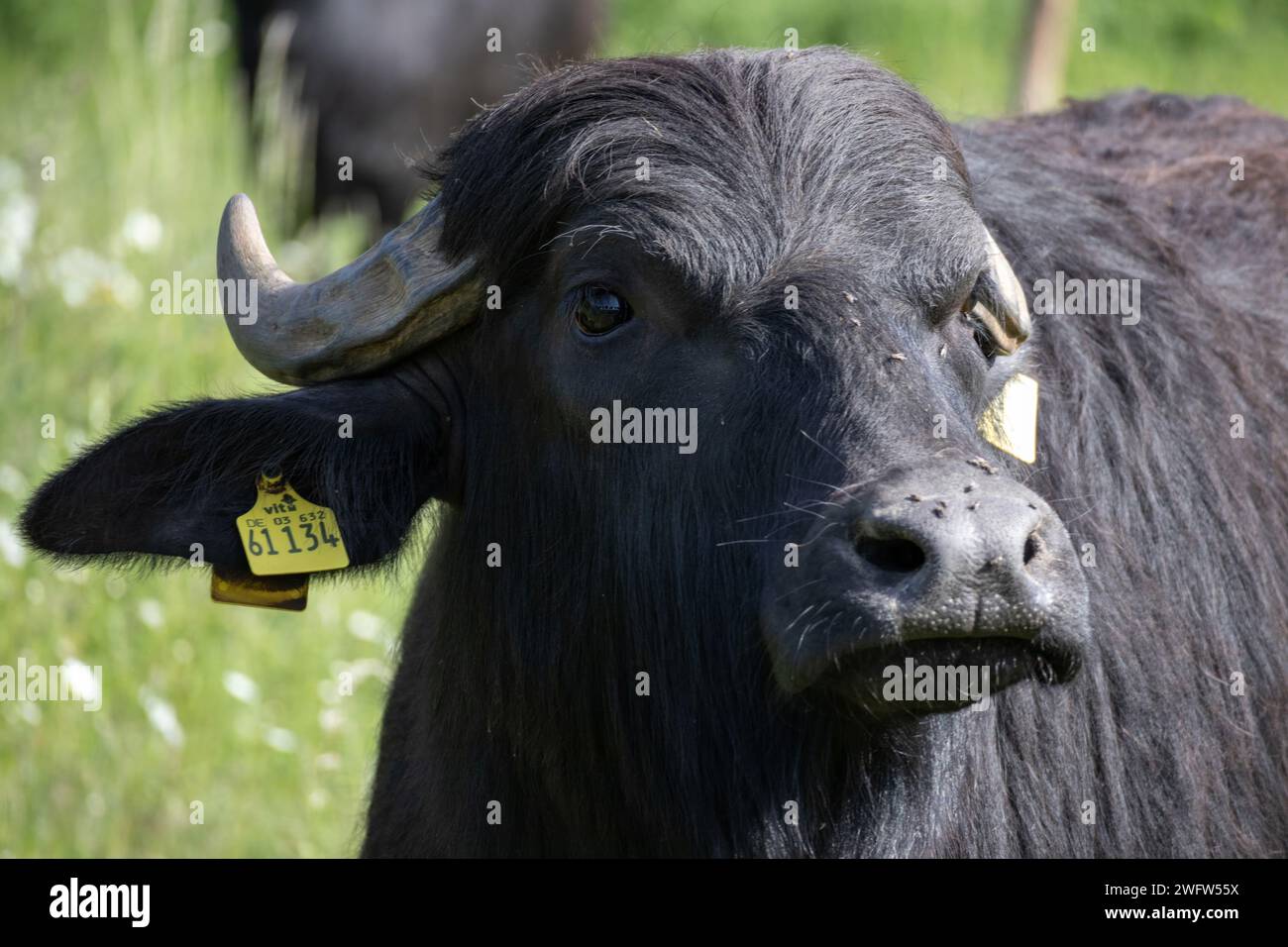 Domestic Water Buffalo Stock Photo - Alamy